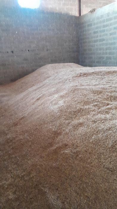 Aveia strigosa preta