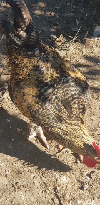 Galos caseiros de raça