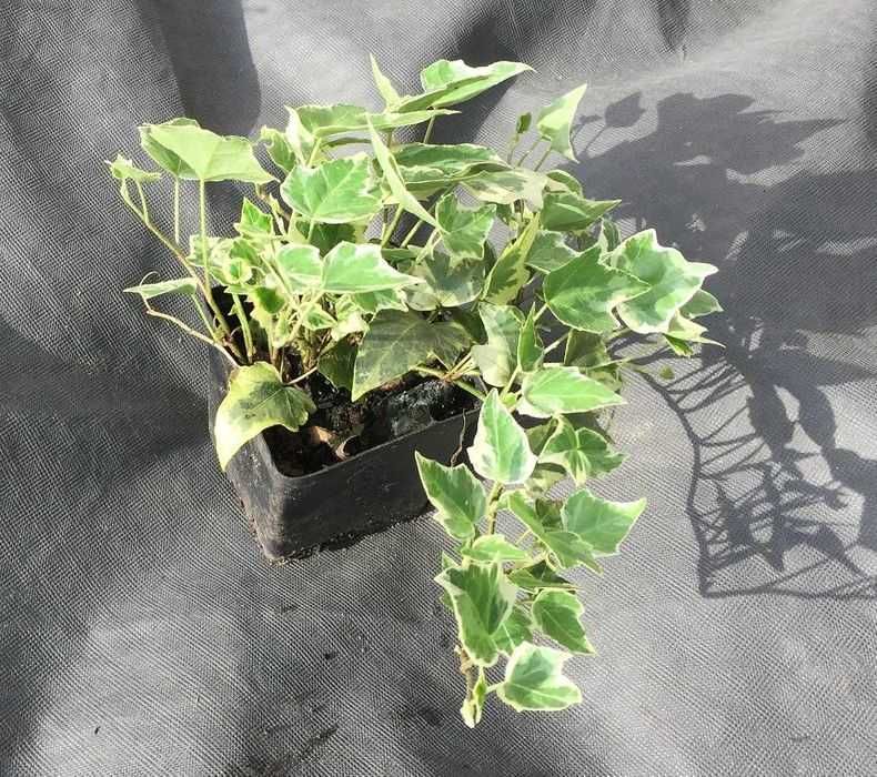 Bluszcz pstry hedera sadzonki