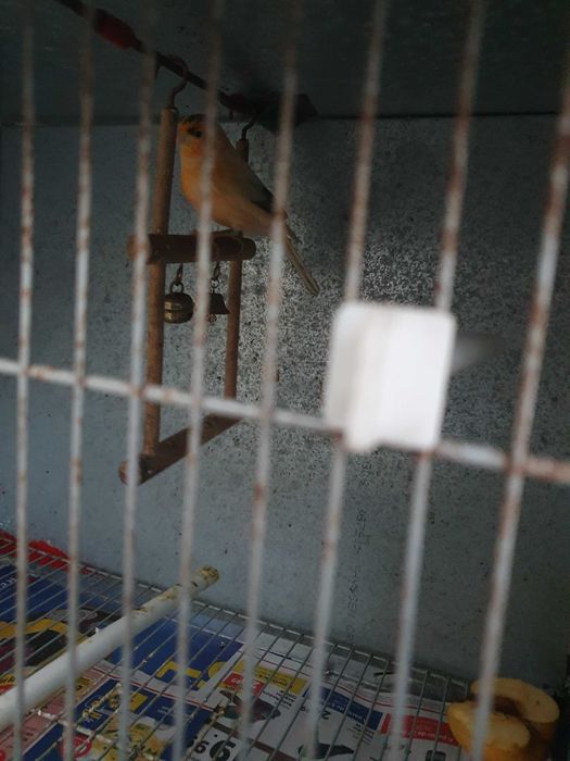 Vendo canaria fêmea