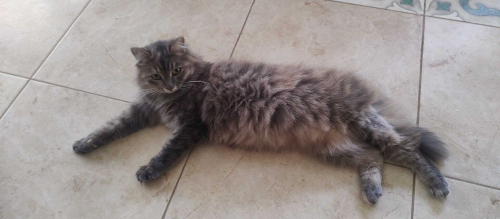 Віддам кішку в добрі руки