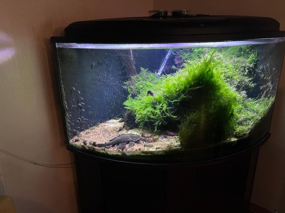 Akwarium panoramiczne 300 l