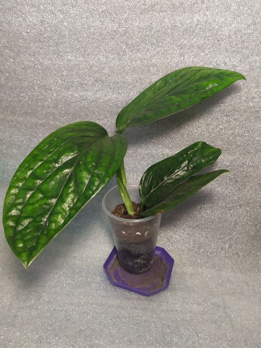 Епіпремнум Марбл планет