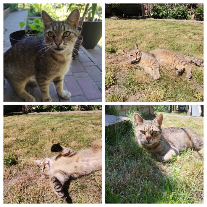 Віддам кастрованого котика