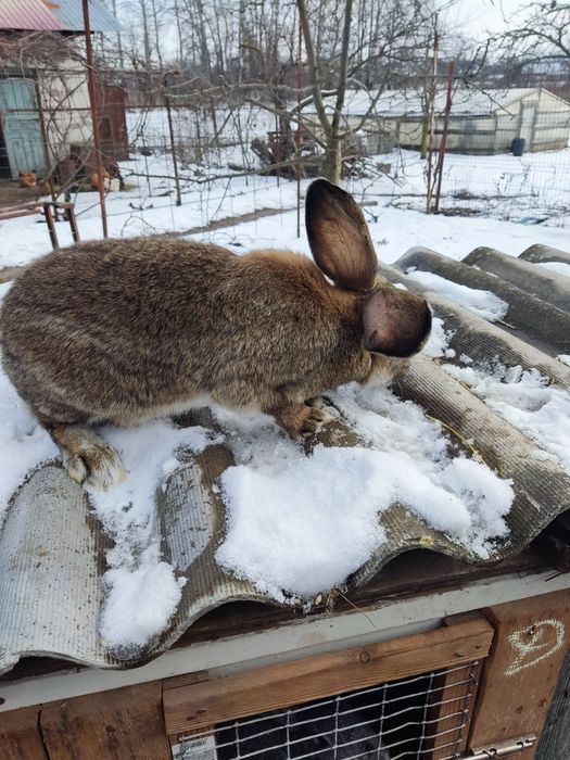 Продам кроличок вік 7 місяці