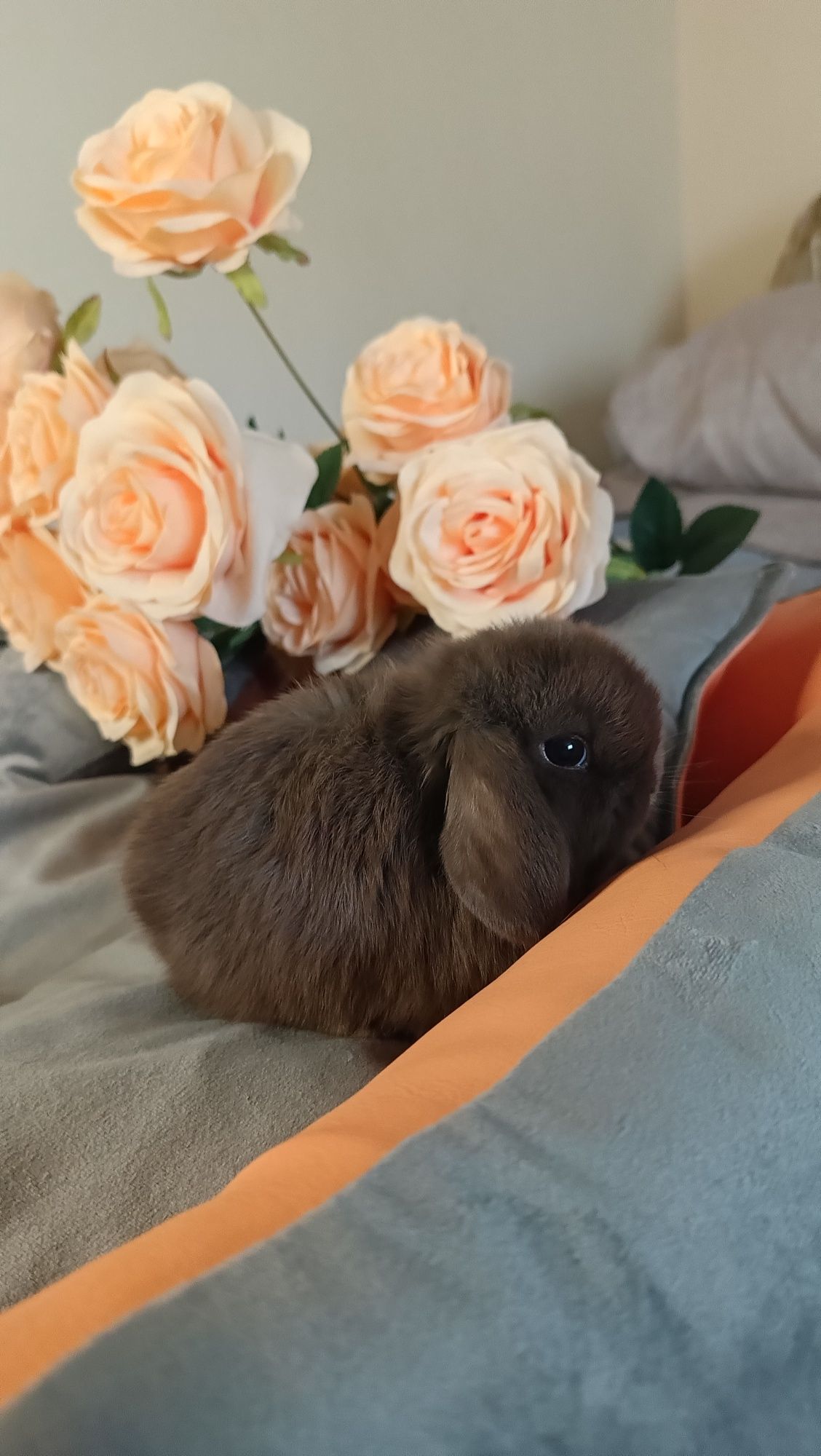 Mini lop króliki karzełek miniaturka baranek hodowla