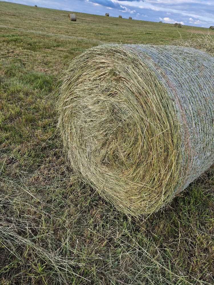 Siano dla Koni i bydła pierwszy pokos 2025