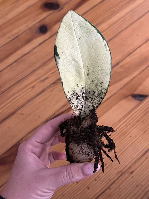 Zamiokulkas variegata