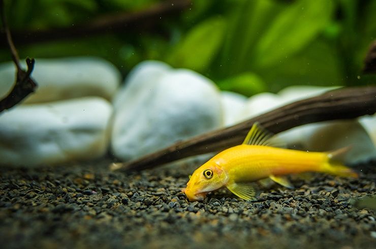 Геринохейліус золотий рибка акваріумна