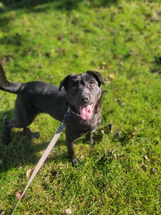 Cudowna Dora czeka na wspólną zabawę z nowym opiekunem