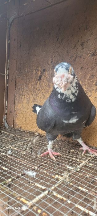 Gołębie staropolskie