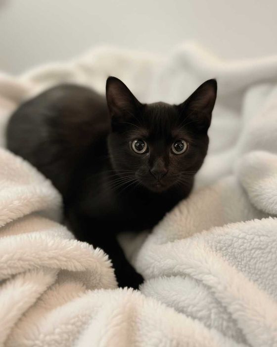 Setúbal / Margem Sul / Lisboa — FLOR e FLORA, gatinhas para adoção