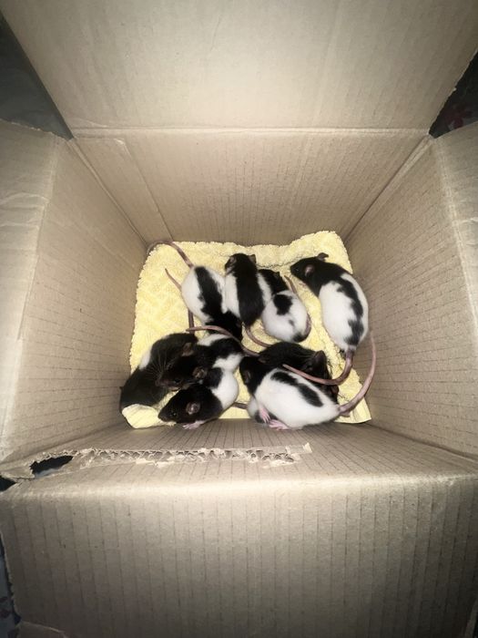 Віддам безкоштовно