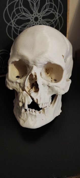 Wydruk 3d model czaszka