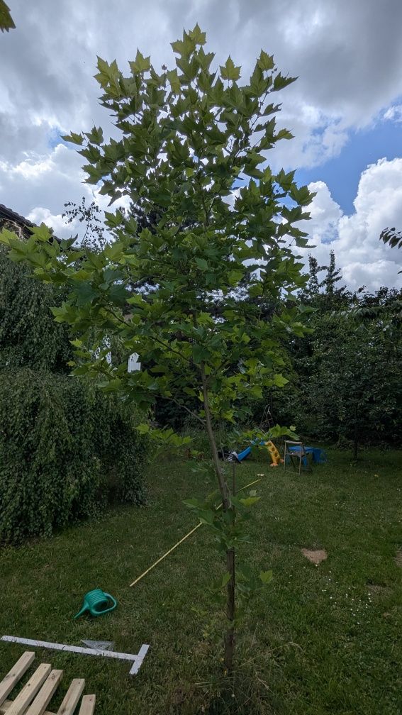 Platan klonolistny, platanowiec 3 - 4m