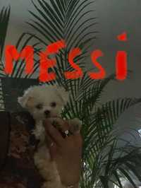 Maltańczyk  mini piesek  Messi gotowy do odbioru 12 tyg