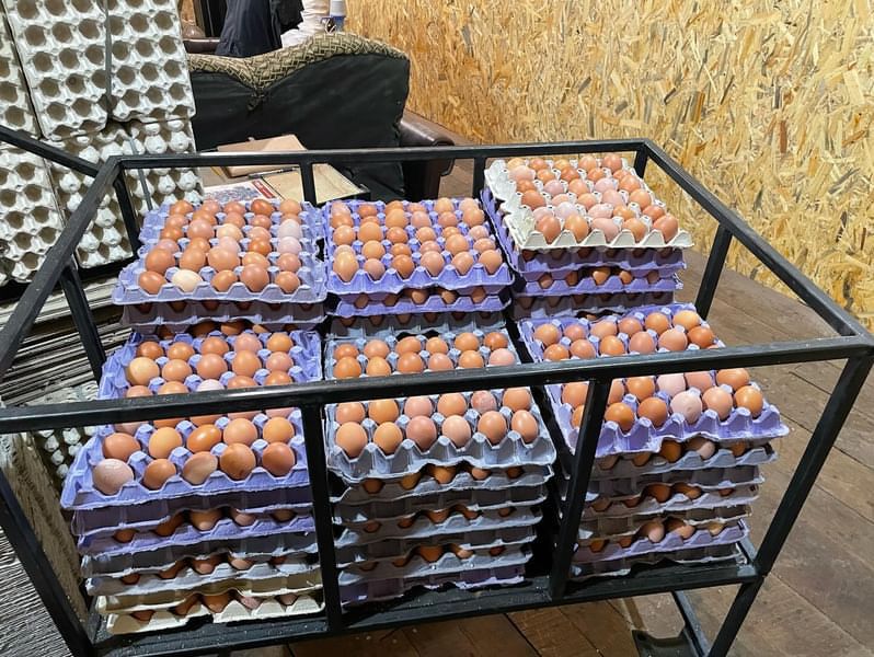 Курячі яйці продам опт