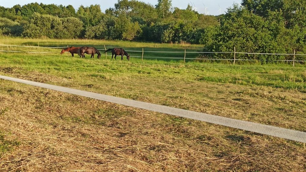 Pensjonat, hotel, koń, klacz, wałach