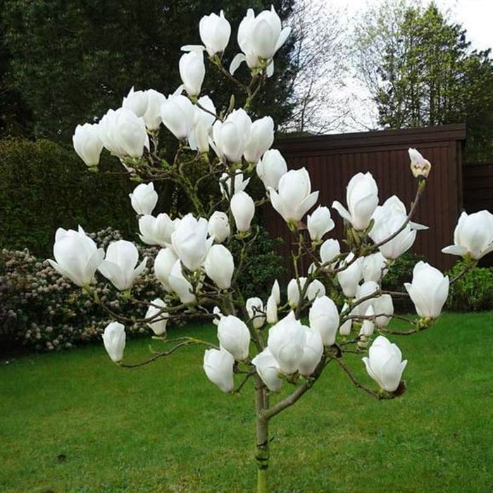 Саджанці щепленої магнолії ОПТ–Роздріб/Саженцы магнолии ОПТ–Розница