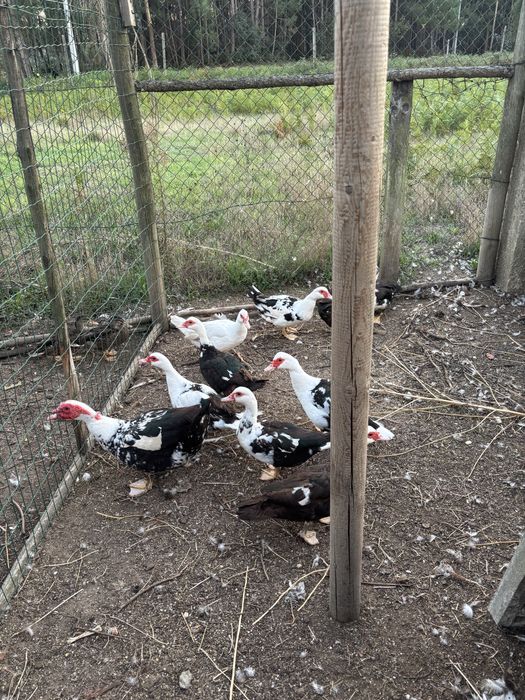 Patos mudos varias idades