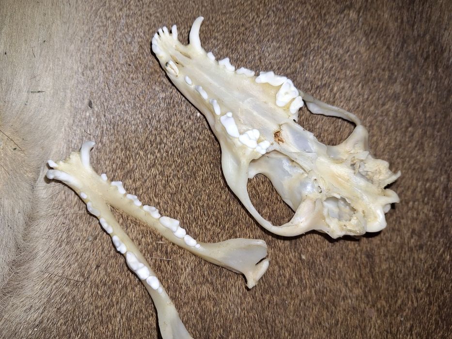 Czaszka lisa (naturalna(