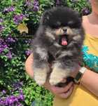 Suczka szpic miniaturowy pomeranian ZKwP FCI