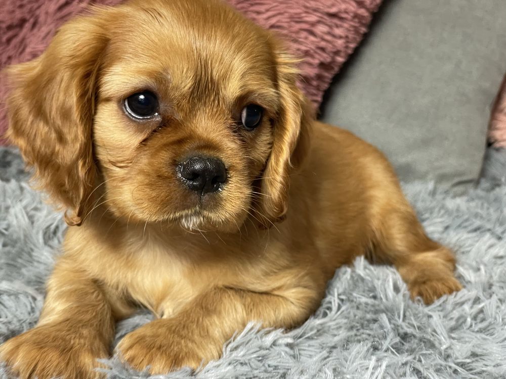 Cavalier King Charles Spaniel