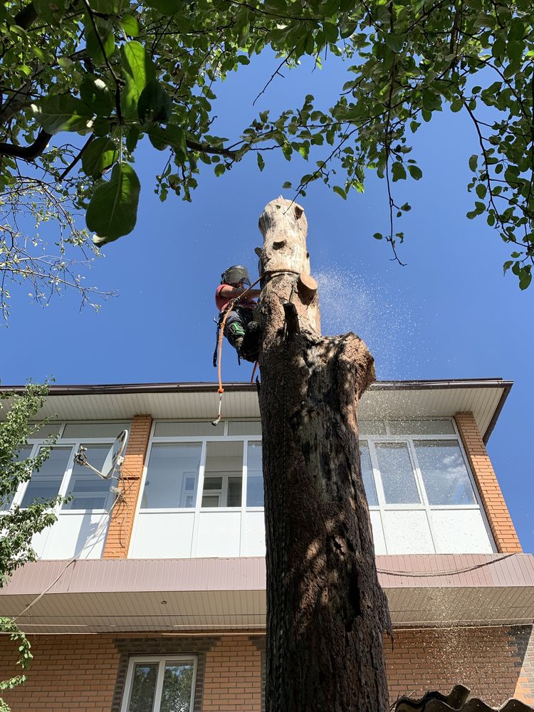 Спил деревьев Черкассы