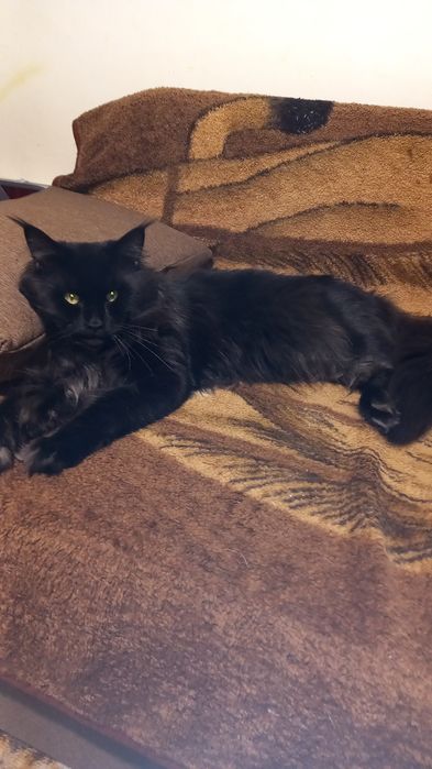 Кот в любимчики,