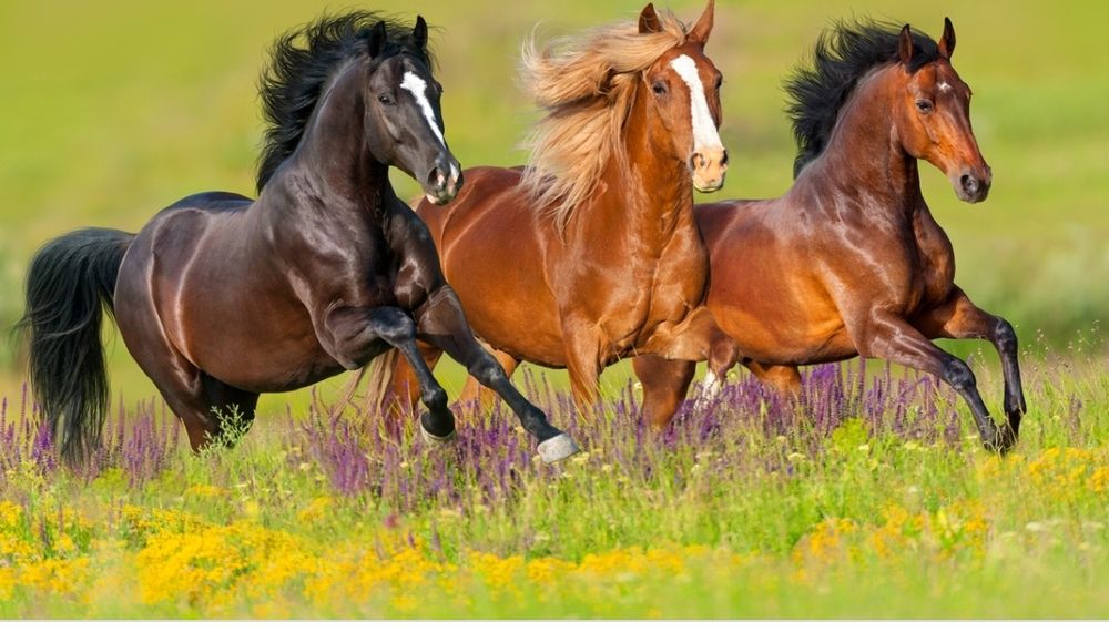 Продам Конский навоз