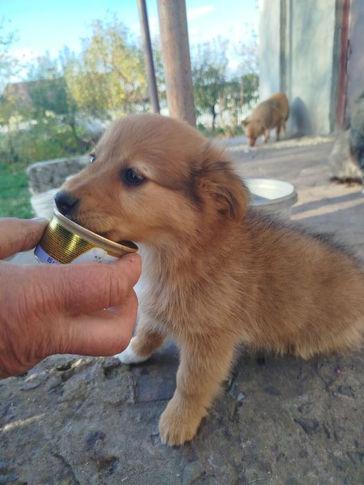 Дівчинка шукає родину!