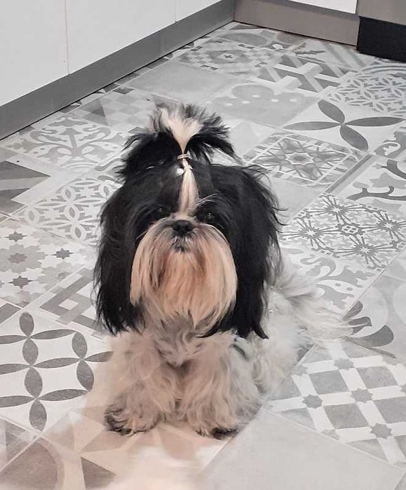 Czarno-biała suczka shih tzu.