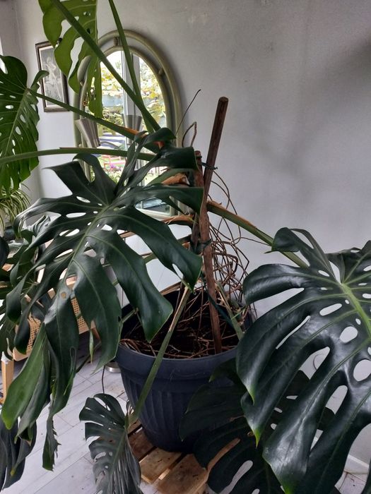 Dorodna i zdrowa monstera .