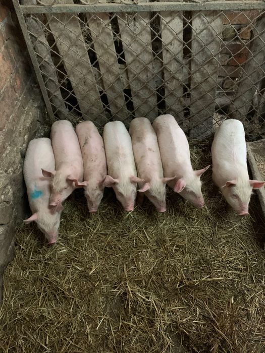 Продаються поросята
