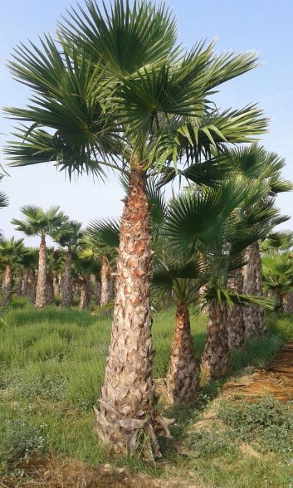 Palmeiras Washingtonia robusta de 1 a 10 metros de tronco XL