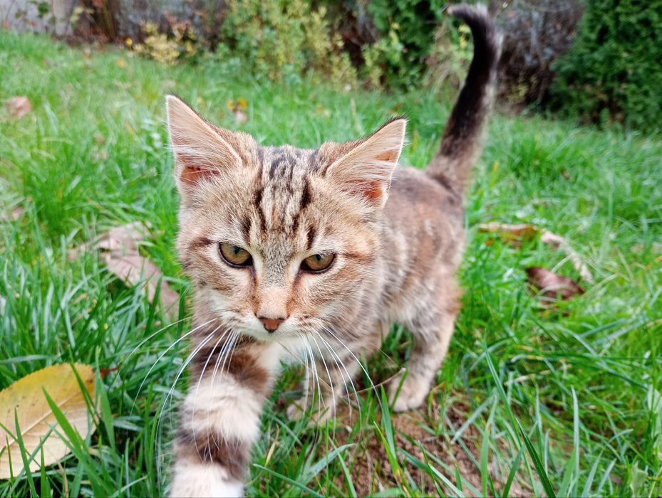 Кошечки в добрые руки