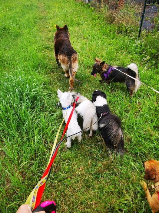 *** Spacery Socjalizacyjne Dla Psów *** Maślice Małe