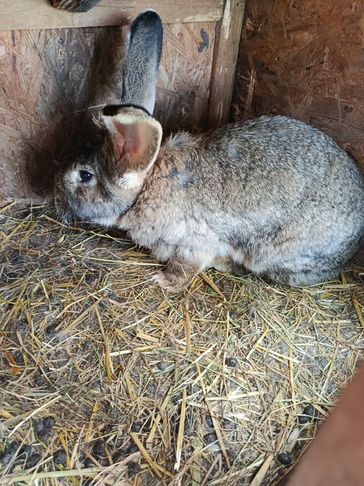 Sprzedam królika samice