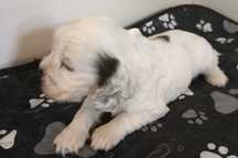 Cocker Spaniel Angielski-suczka Yoda Gdowska Wataha