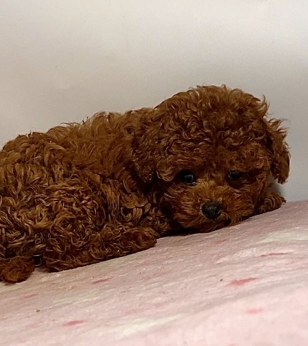 Солодкі міні малюки мальтипу / той пудель бебі фейс  Китай