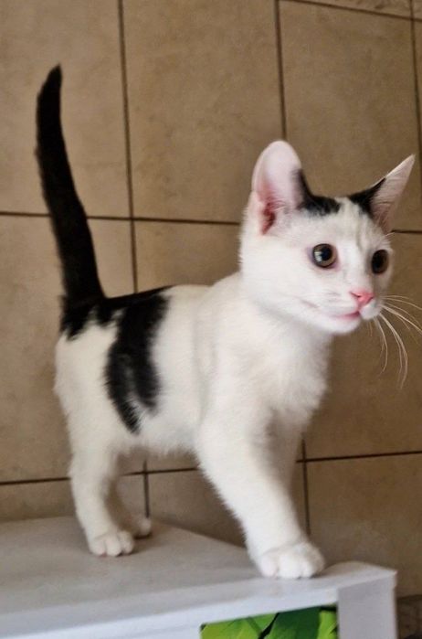 Харьков!Котенок отдается ответственным хозяевам