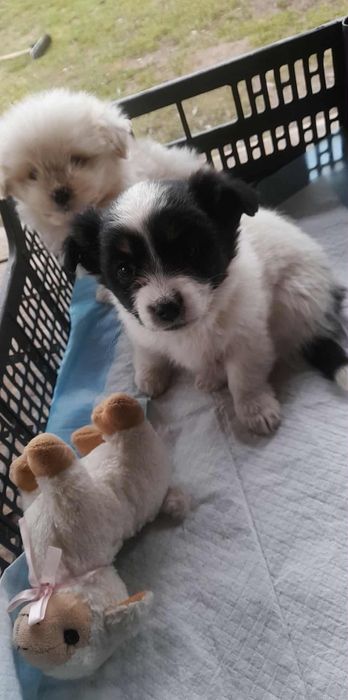 Piękna suczka po maltańczyku