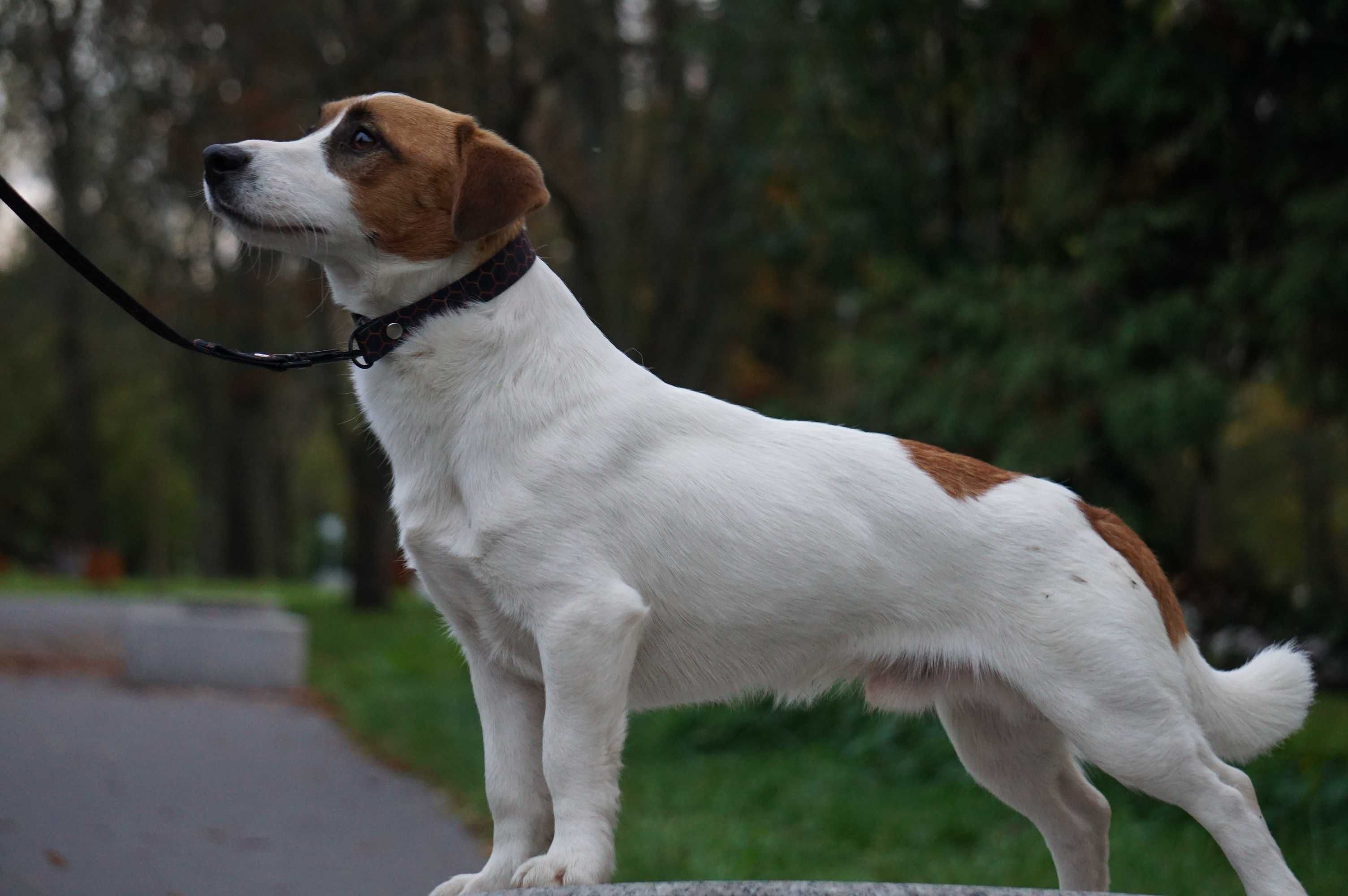 Jack Russell Terrier ZKwP FCI piesek k.włos rezerwacja