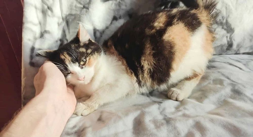 Piękna tricolorka szuka domku