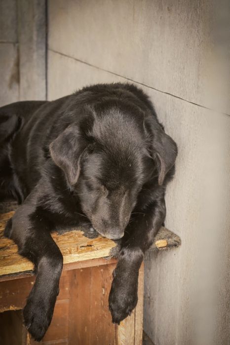 Tobi się załamuje pokochaj i adoptuj