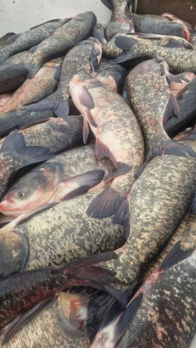 Tołpyga żywa 2,0-5,0 kg/szt.