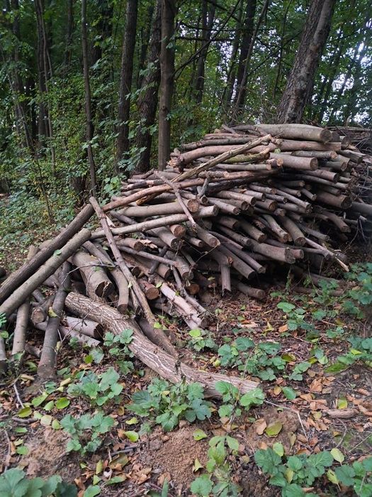 Mam do sprzedania drzewo