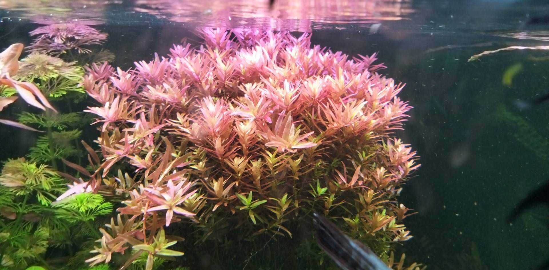 Rotala rotundifolia