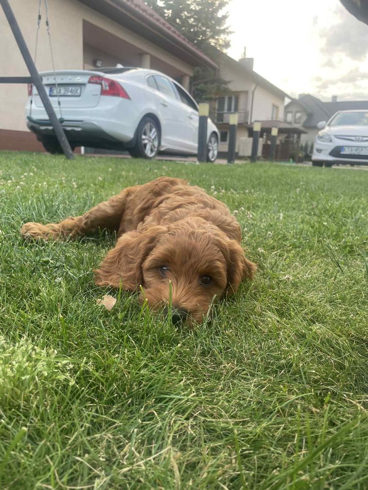 Cockapoo f1b |pierwszy miot|