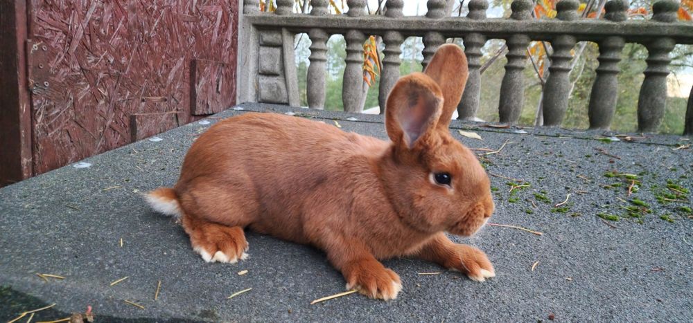 Nowozelandzki czerwony samiec z rodowodem króliki nowozelandzkie